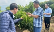 Son La fruit reaches out to the sea: Pruning when longan has just set young fruits